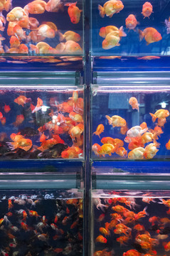 古城金魚(yú)