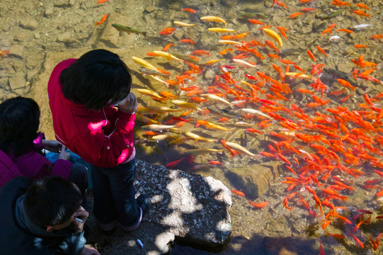 喂鯉魚(yú)
