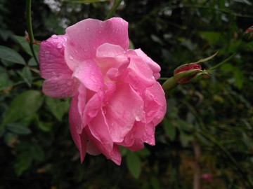 月季花