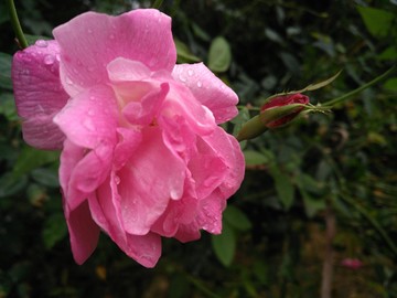 月季花