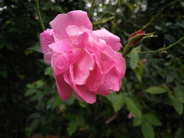 月季花