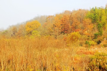 層林盡染