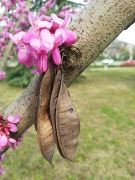 紫荊花