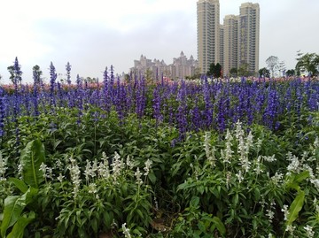 薰衣草