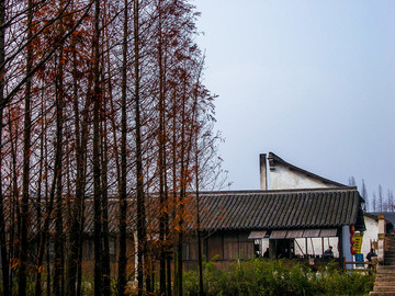 烏鎮(zhèn)紅杉