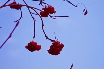 紅果藍(lán)天