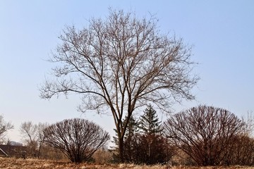 樹與藍天