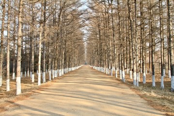 林蔭道