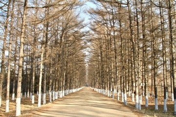 林蔭道