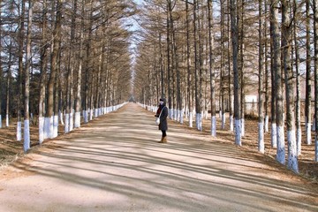 林蔭道
