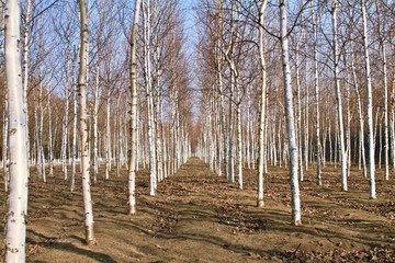 白樺林