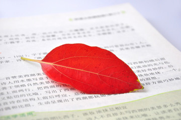 一片紅葉