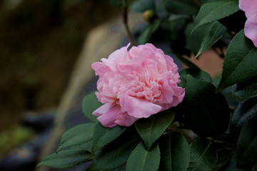 茶梅8