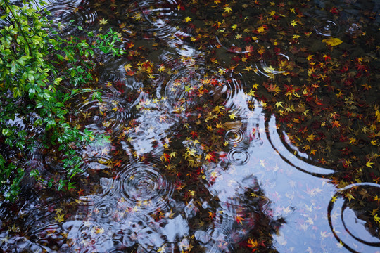 水中楓葉