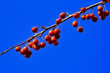紅果藍天