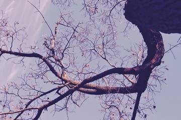 枯樹枝