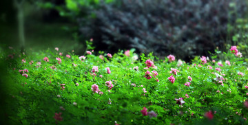 浪漫玫瑰花叢