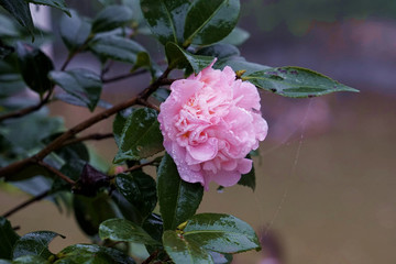 茶梅1