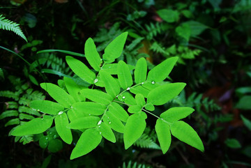藥用植物紫萁