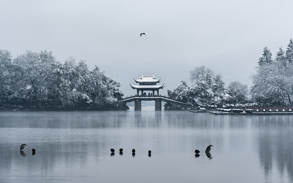 雪中曲院風(fēng)荷