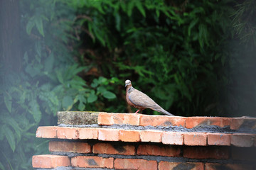 珠頸斑鳩回眸
