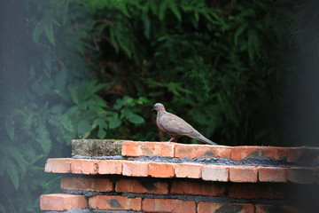 珠頸斑鳩