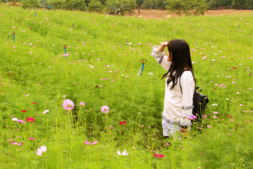 波斯菊花海