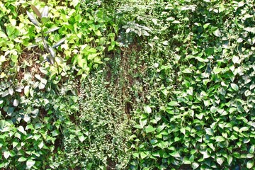 綠植墻