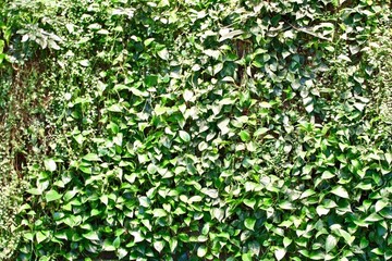 綠植墻