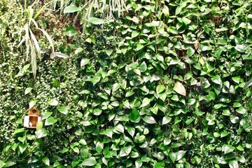 綠植墻