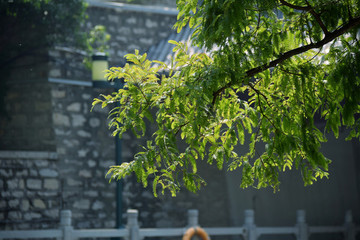 濟(jì)南護(hù)城河景觀
