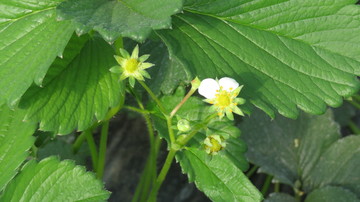草莓花