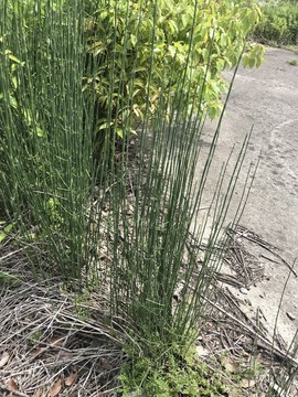 雜草
