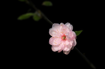 梅花