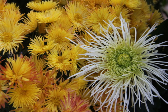 菊花