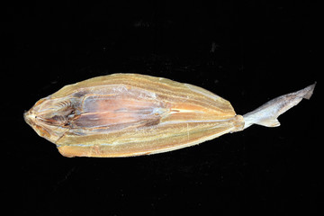 干鯊魚