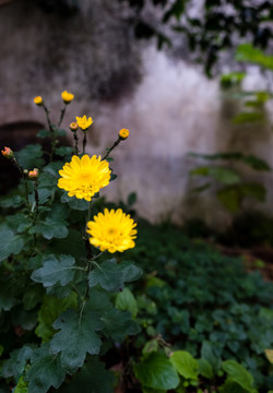 黃色小花