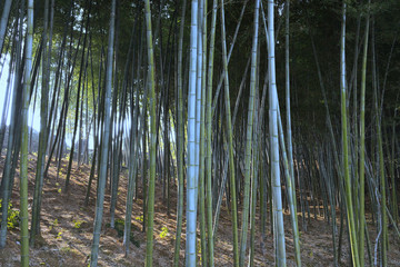 楠竹園