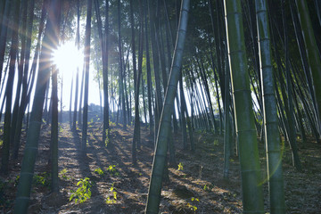 楠竹園
