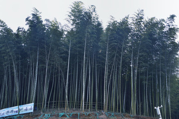 楠竹園