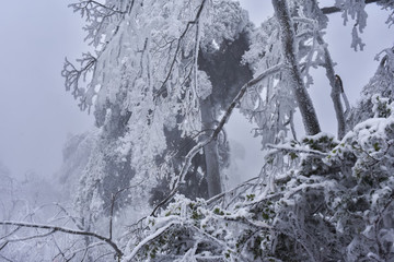 黃山霧凇