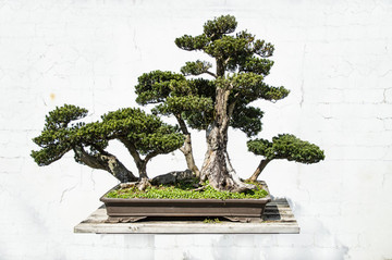 鮑家花園盆景