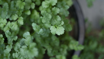綠色香菜