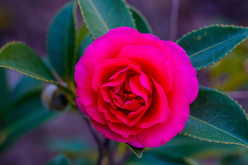 茶花