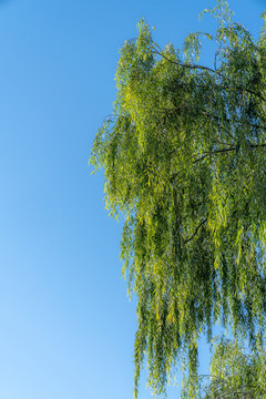 藍(lán)色天空背景下的柳樹(shù)