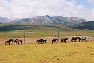 西北道路馬群車流西北風(fēng)光