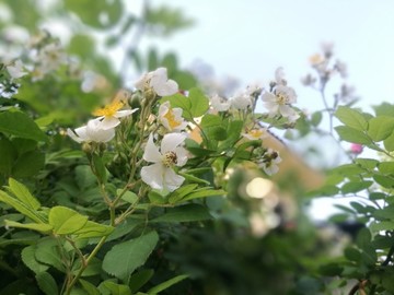 薔薇
