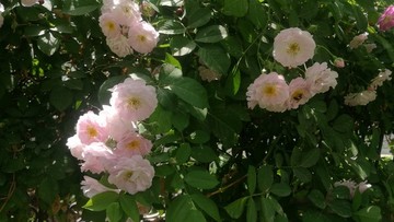 薔薇花墻