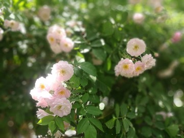 薔薇花開
