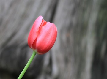 郁金香